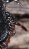 Geotrupes spiniger